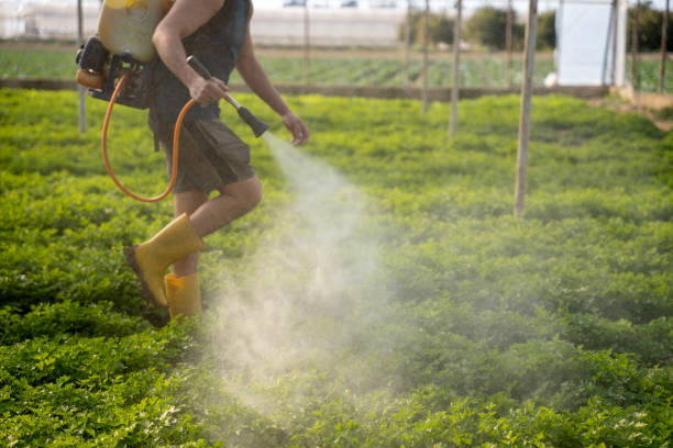 Best Pest Control Near Me  in Lorenzo, TX